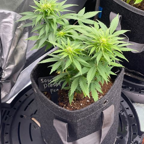 Sour Diesel #2 growlog timeline photo