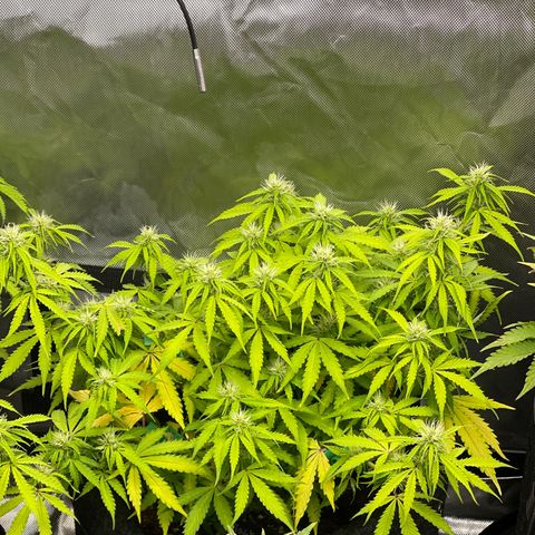 Jack Herer Auto growlog timeline photo