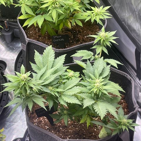 Space Cookies growlog timeline photo