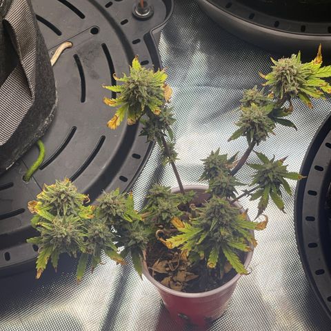 Strawberry Pie growlog timeline photo
