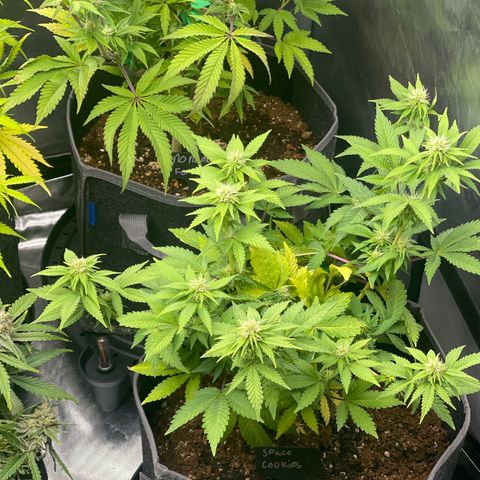 Space Cookies growlog timeline photo