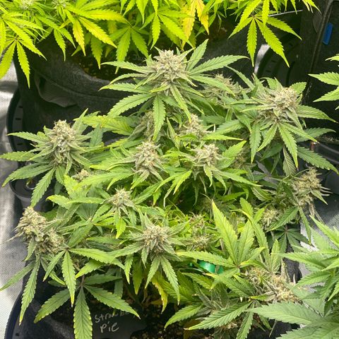 Strawberry Pie growlog timeline photo