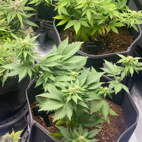 Space Cookies growlog timeline photo