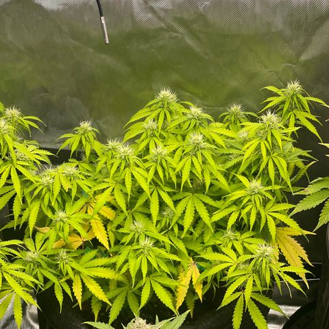 Jack Herer Auto growlog timeline photo