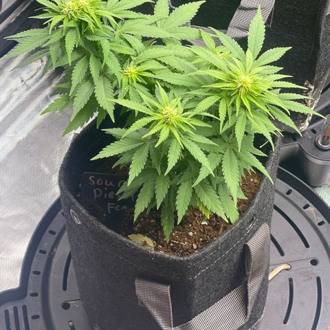 Sour Diesel #2 growlog timeline photo