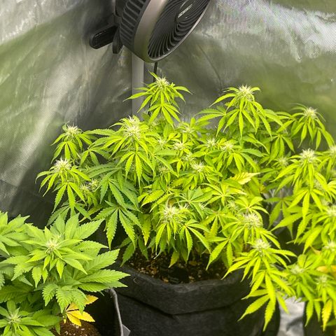 Jack Herer Auto growlog timeline photo