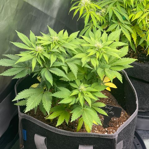Space Cookies growlog timeline photo