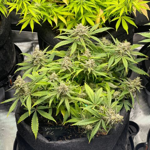 Strawberry Pie growlog timeline photo