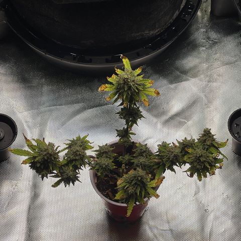 Strawberry Pie growlog timeline photo