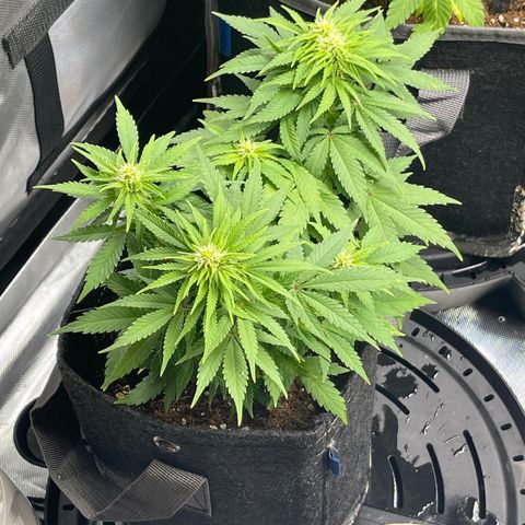 Sour Diesel #2 growlog timeline photo