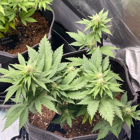 Space Cookies growlog timeline photo