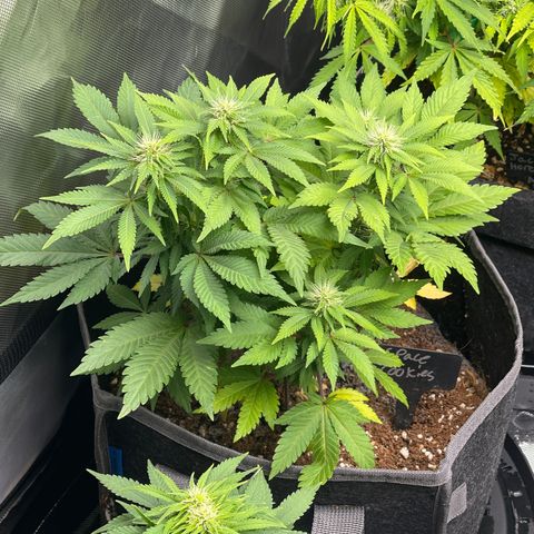 Space Cookies growlog timeline photo