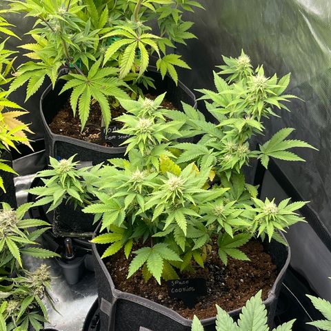 Space Cookies growlog timeline photo