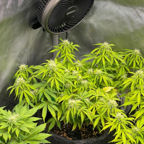 Jack Herer Auto growlog timeline photo