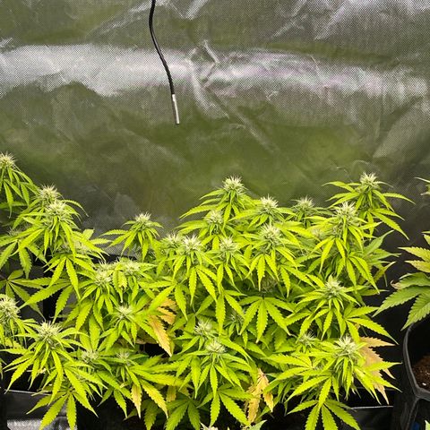 Jack Herer Auto growlog timeline photo