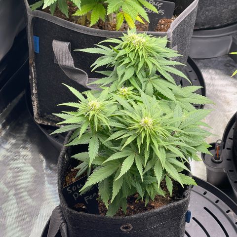 Sour Diesel #2 growlog timeline photo