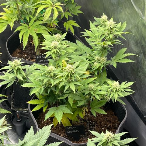 Space Cookies growlog timeline photo