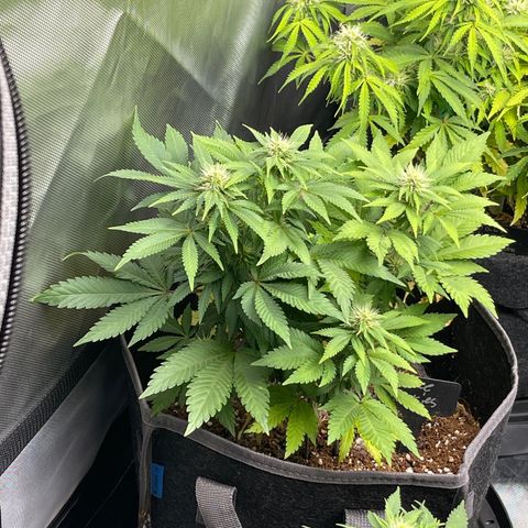 Space Cookies growlog timeline photo
