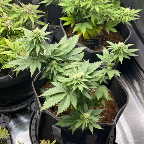 Space Cookies growlog timeline photo