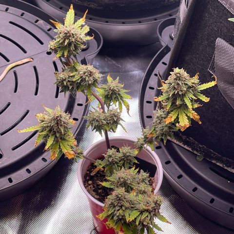 Strawberry Pie growlog timeline photo