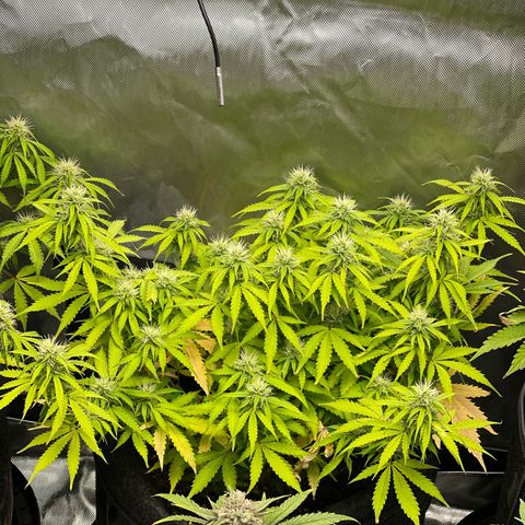 Jack Herer Auto growlog timeline photo