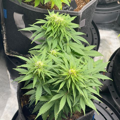 Sour Diesel #2 growlog timeline photo