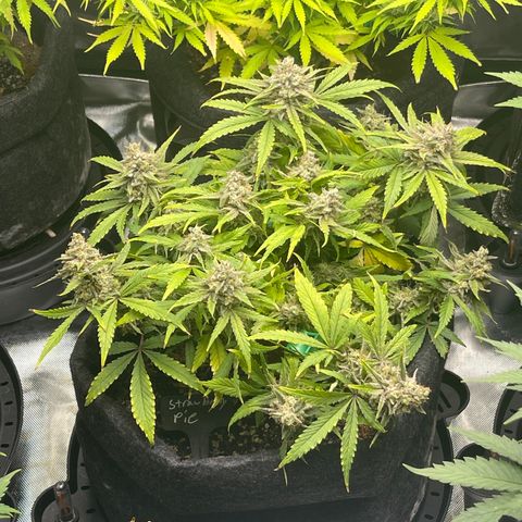 Strawberry Pie growlog timeline photo