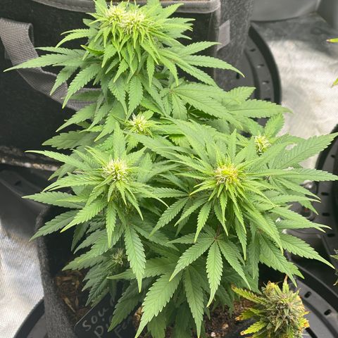 Sour Diesel #2 growlog timeline photo