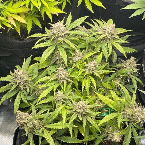 Strawberry Pie growlog timeline photo