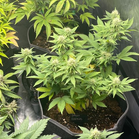 Space Cookies growlog timeline photo