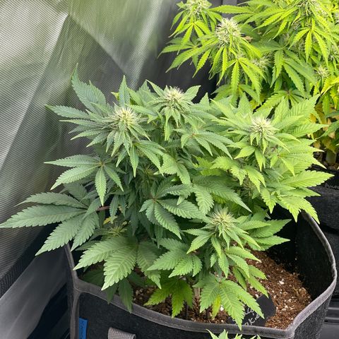 Space Cookies growlog timeline photo