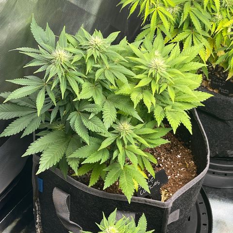 Space Cookies growlog timeline photo