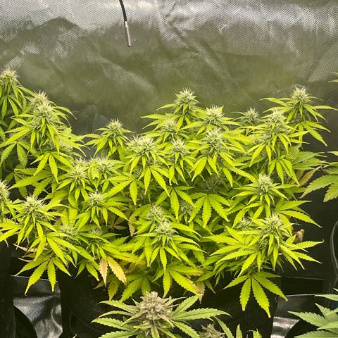 Jack Herer Auto growlog timeline photo