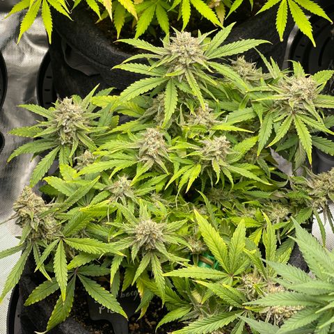 Strawberry Pie growlog timeline photo