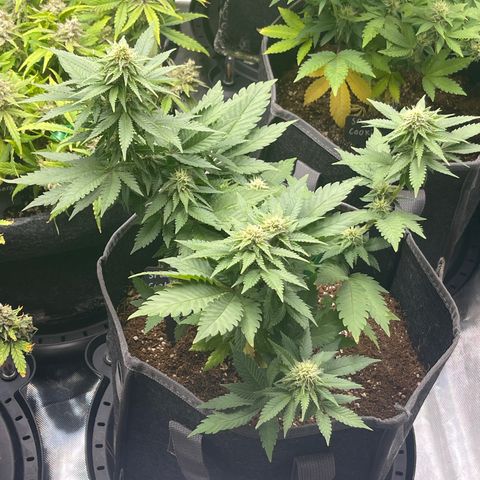 Space Cookies growlog timeline photo