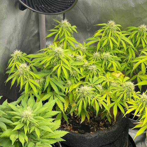 Jack Herer Auto growlog timeline photo