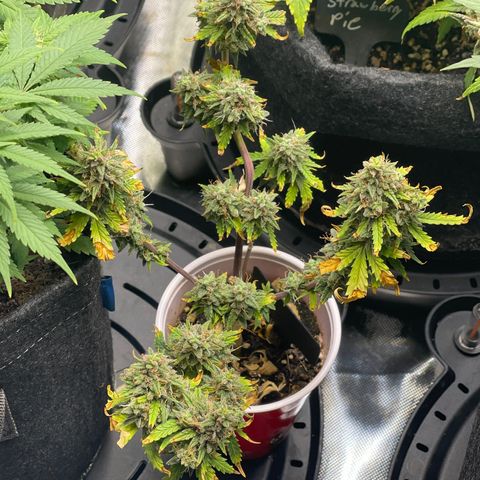 Strawberry Pie growlog timeline photo