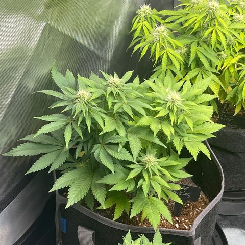 Space Cookies growlog timeline photo