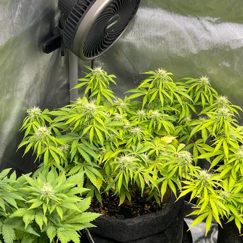 Jack Herer Auto growlog timeline photo