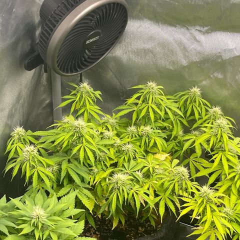 Jack Herer Auto growlog timeline photo