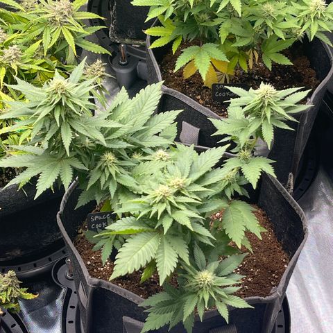 Space Cookies growlog timeline photo