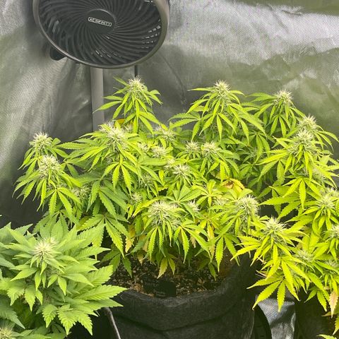 Jack Herer Auto growlog timeline photo