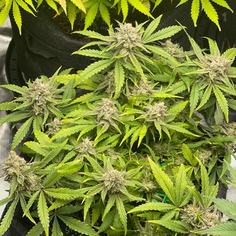 Strawberry Pie growlog timeline photo