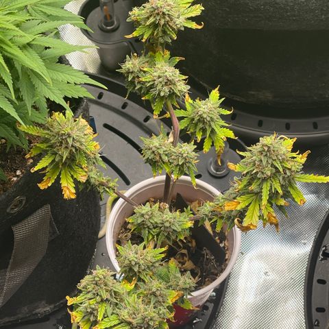 Strawberry Pie growlog timeline photo