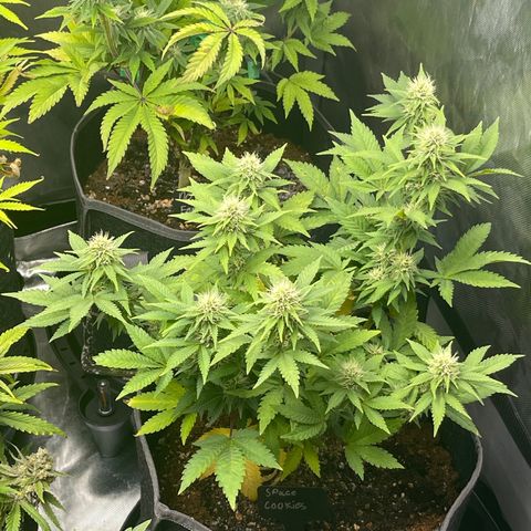 Space Cookies growlog timeline photo