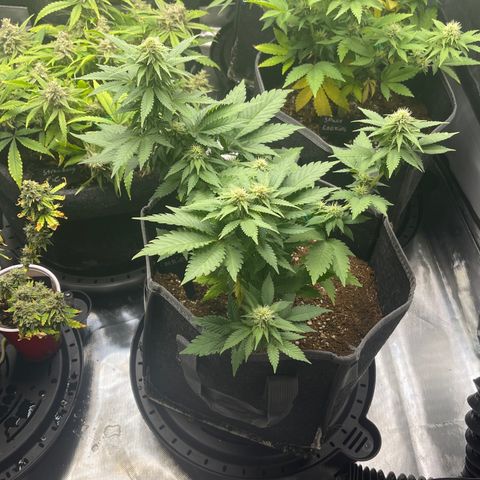 Space Cookies growlog timeline photo