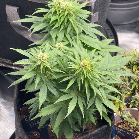Sour Diesel #2 growlog timeline photo