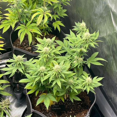 Space Cookies growlog timeline photo