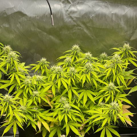 Jack Herer Auto growlog timeline photo