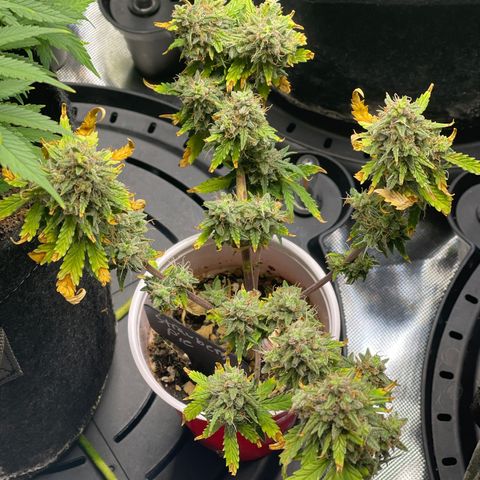 Strawberry Pie growlog timeline photo